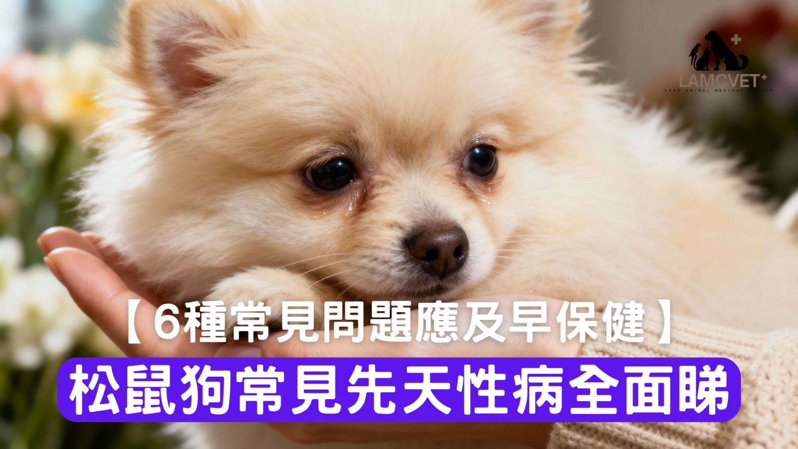 松鼠狗常見先天性疾病圖解